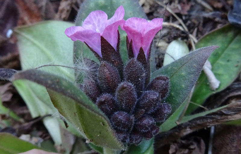 Pulmonaria vallarsae ?